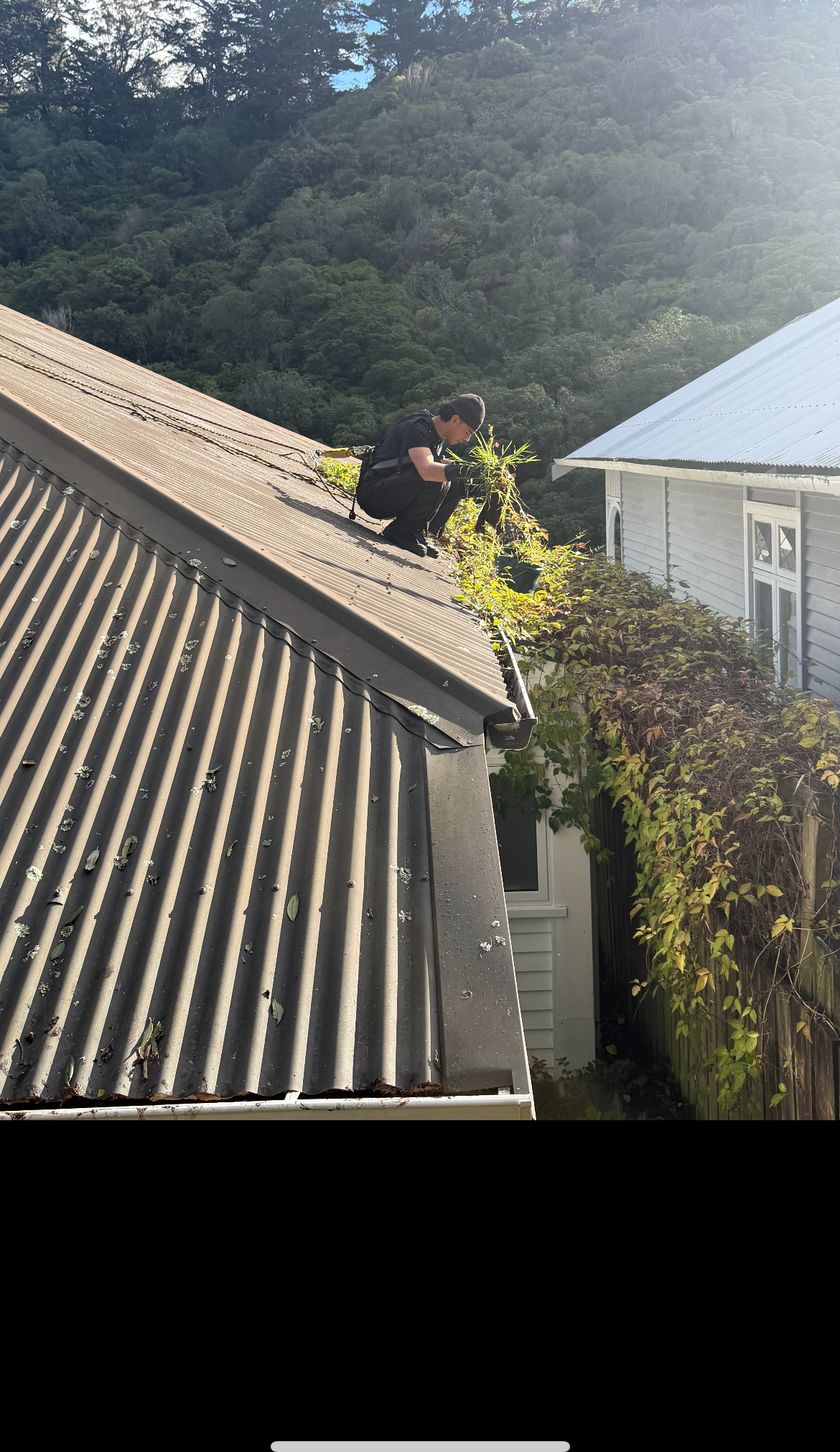 A TrueShine technician clearing plant growth from a gutter on a Wellington roof