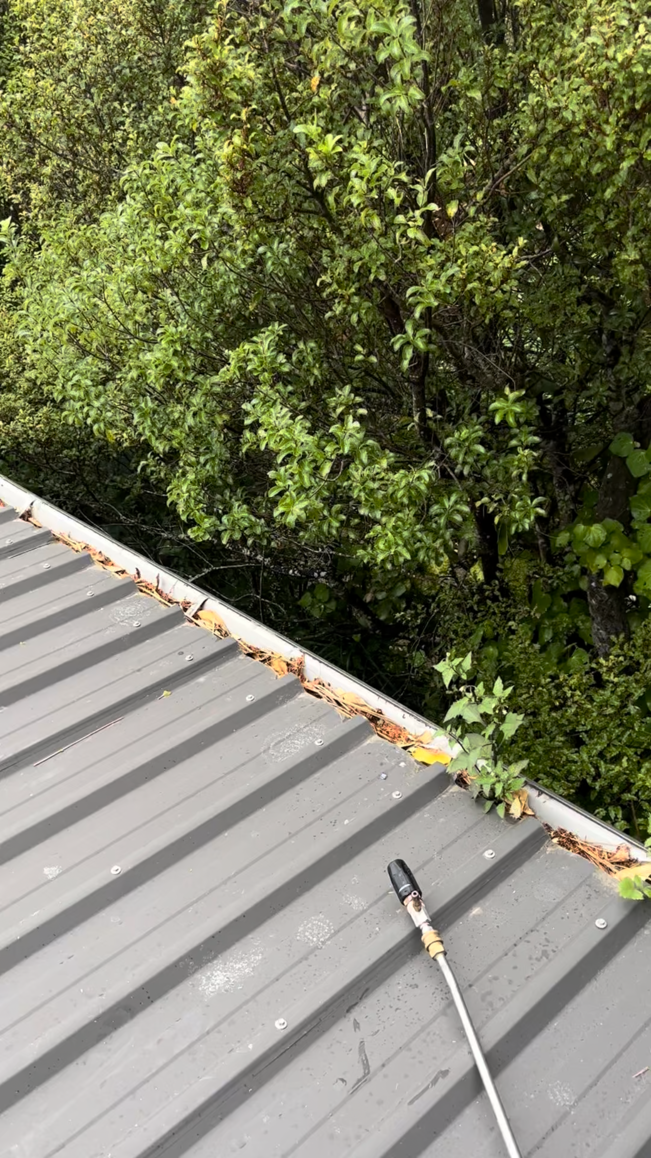 Gutter clogged with debris and plant growth before cleaning