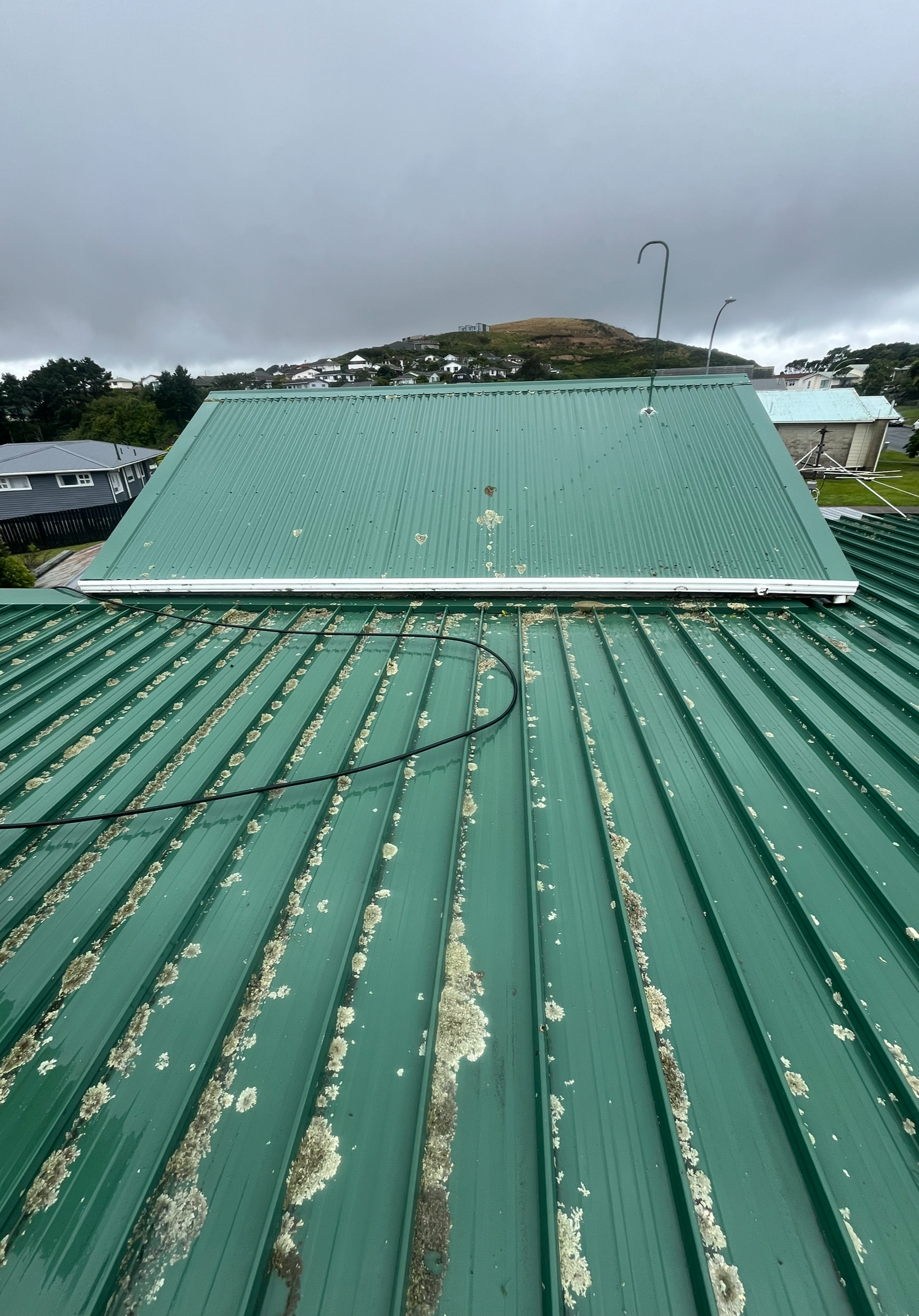 Metal roof streaked with lichen and moss before treatment